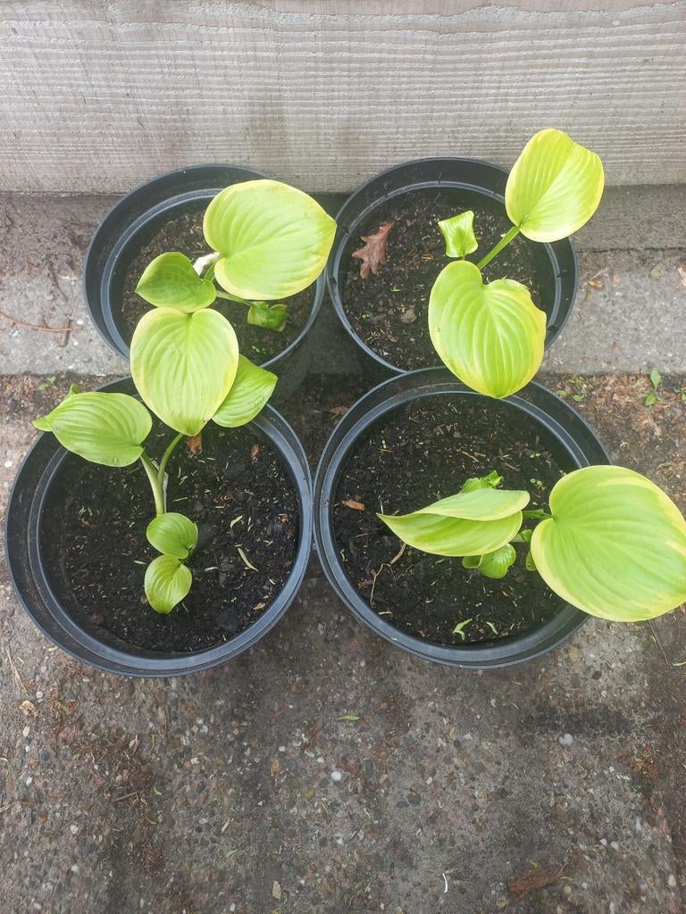 Hosta's, Ophalen