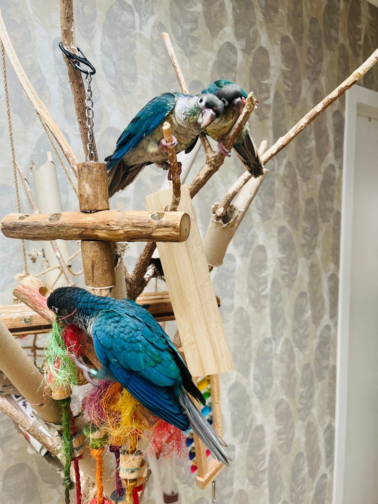 Conure pyrrhura turquoise violine eam, Mâle
