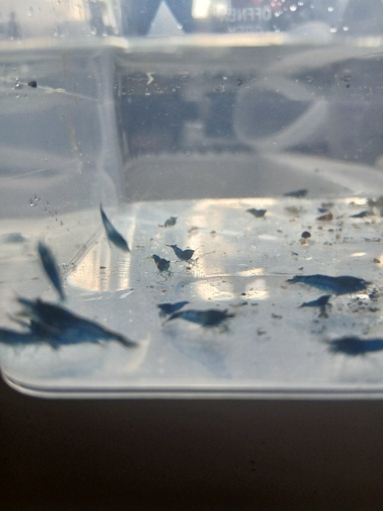 Blue Dream Neocardina, Dieren en Toebehoren, Kreeft, Krab of Garnaal, Zoetwatervis, Schoolvis