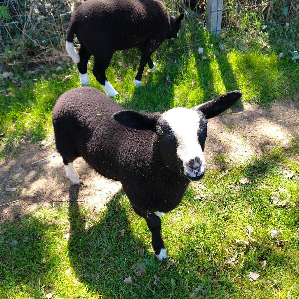 Zwartbles ramlammeren, Dieren en Toebehoren, Mannelijk, Schaap, 0 tot 2 jaar