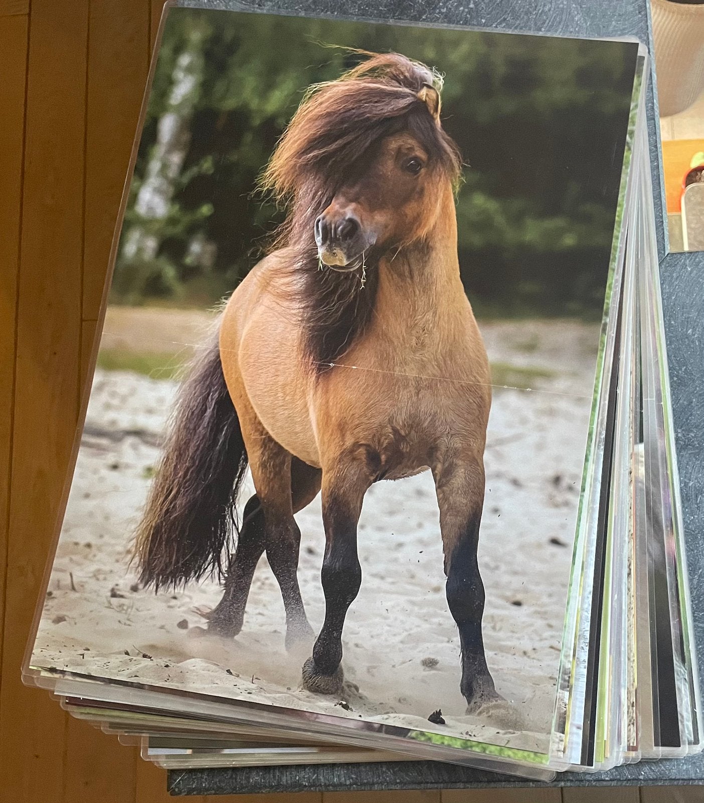 64 - Affiches de chevaux A3 (plastifiées), Animaux & Accessoires, Accessoires pour chiens, Enlèvement, Comme neuf