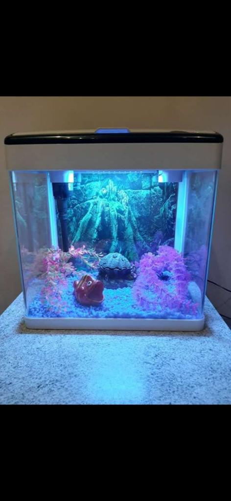 Aquarium Tom & co, Animaux & Accessoires