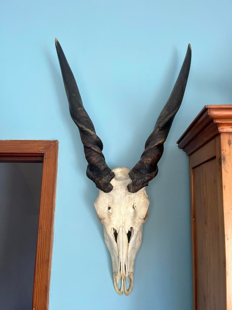 Schedel, eland antilope, gewei, taxidermie, hoorns, Verzamelen, Dierenverzamelingen, Ophalen, Zo goed als nieuw, Schedel