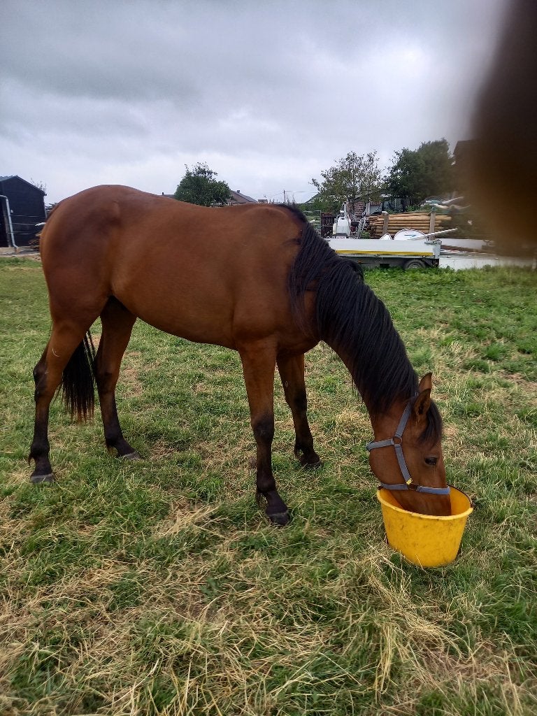 Hongre, Hongre, Débourré, 165 à 170 cm, Avec pedigree