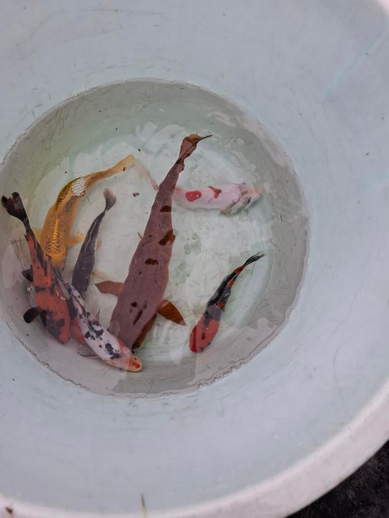 7 koi´s te koop wegens afbraak vijver, Tuin en Terras, Vijvers, Ophalen