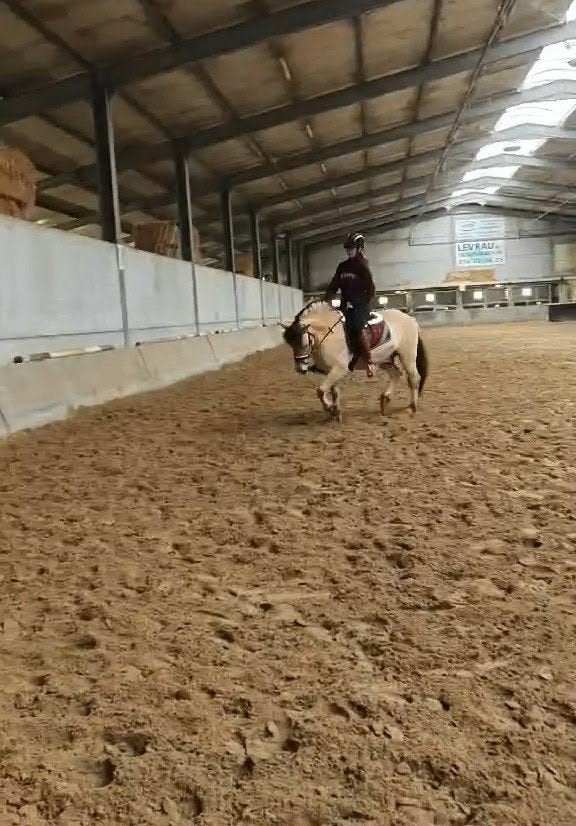 Ik zoek 2 halve stallen of 1 volle stal voor 2 paardjes., Dieren en Toebehoren, Paarden, Ruin, Recreatiepaard