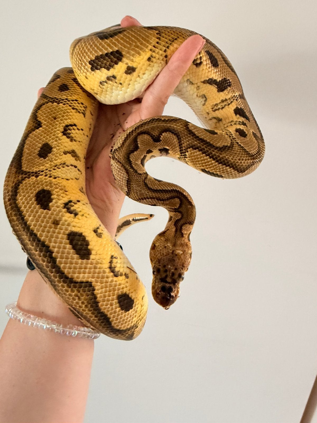 1.0 Pastel Clown het Pied (2023), Dieren en Toebehoren, Reptielen en Amfibieën, Slang
