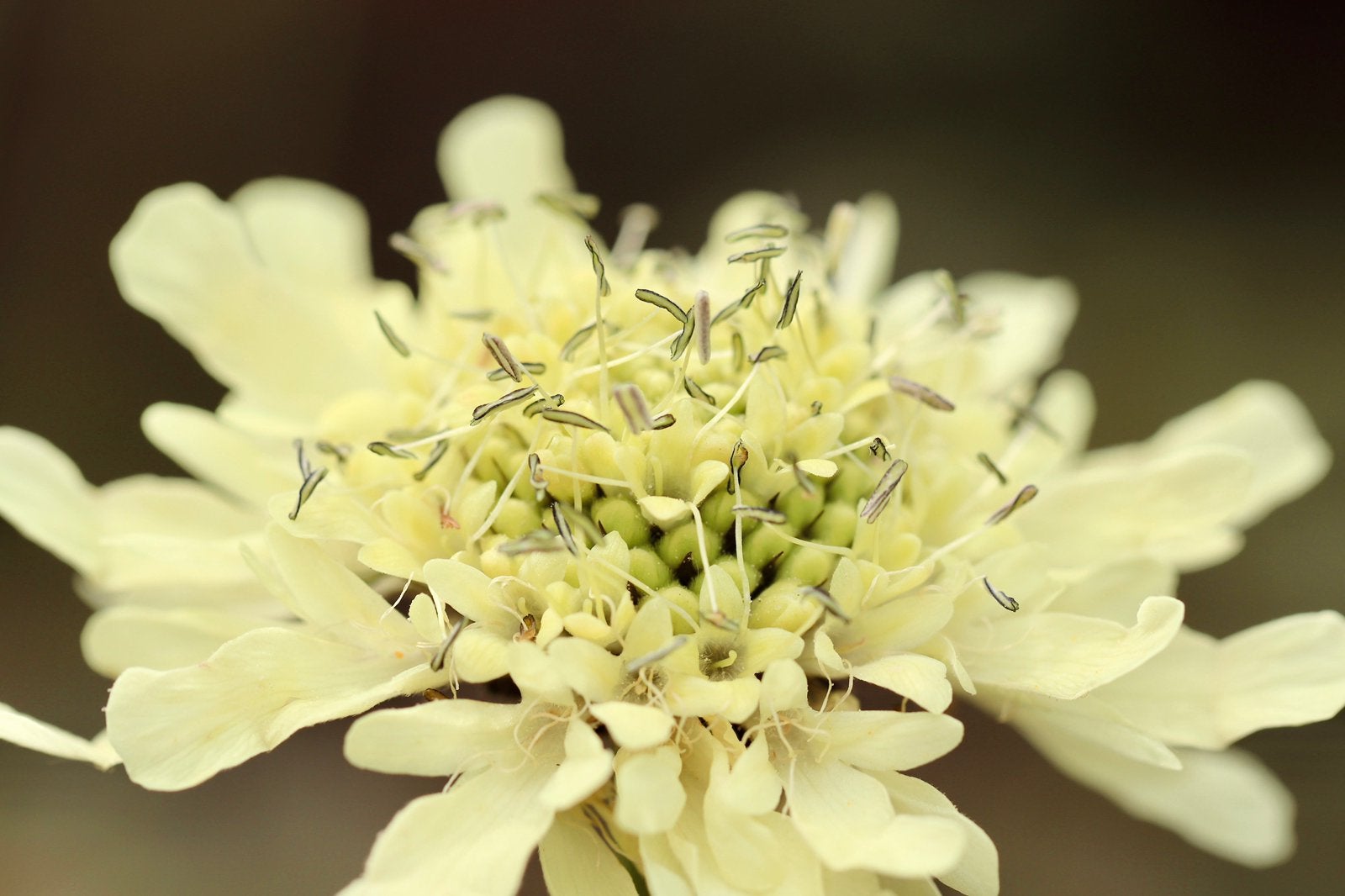 Reuzen-scabiosa | Zaden uit eigen gifvrije tuin, Ophalen of Verzenden, Voorjaar, Volle zon, Zaad