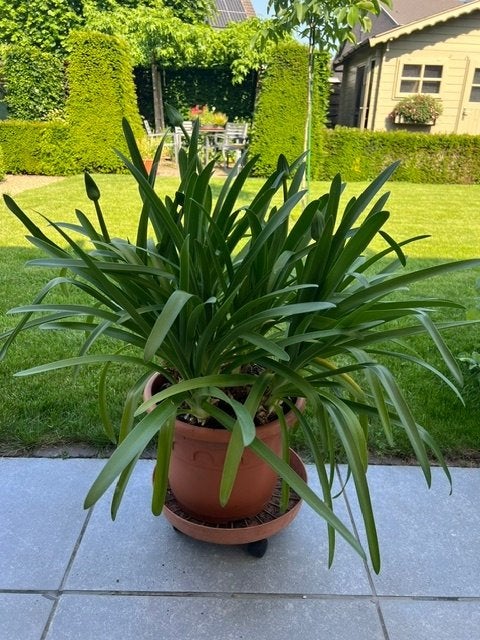 agapanthus, Tuin en Terras, Volle zon, Vaste plant, Zomer, Ophalen