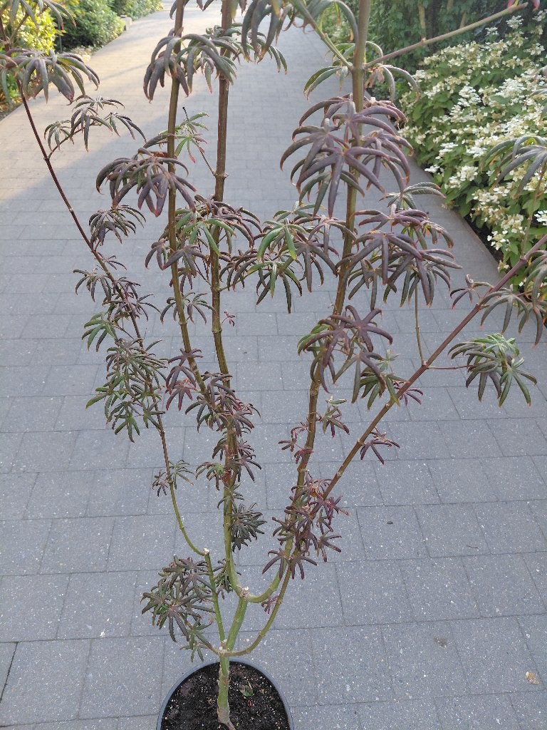 Acer Starfish, Tuin en Terras, Ophalen, Halfschaduw