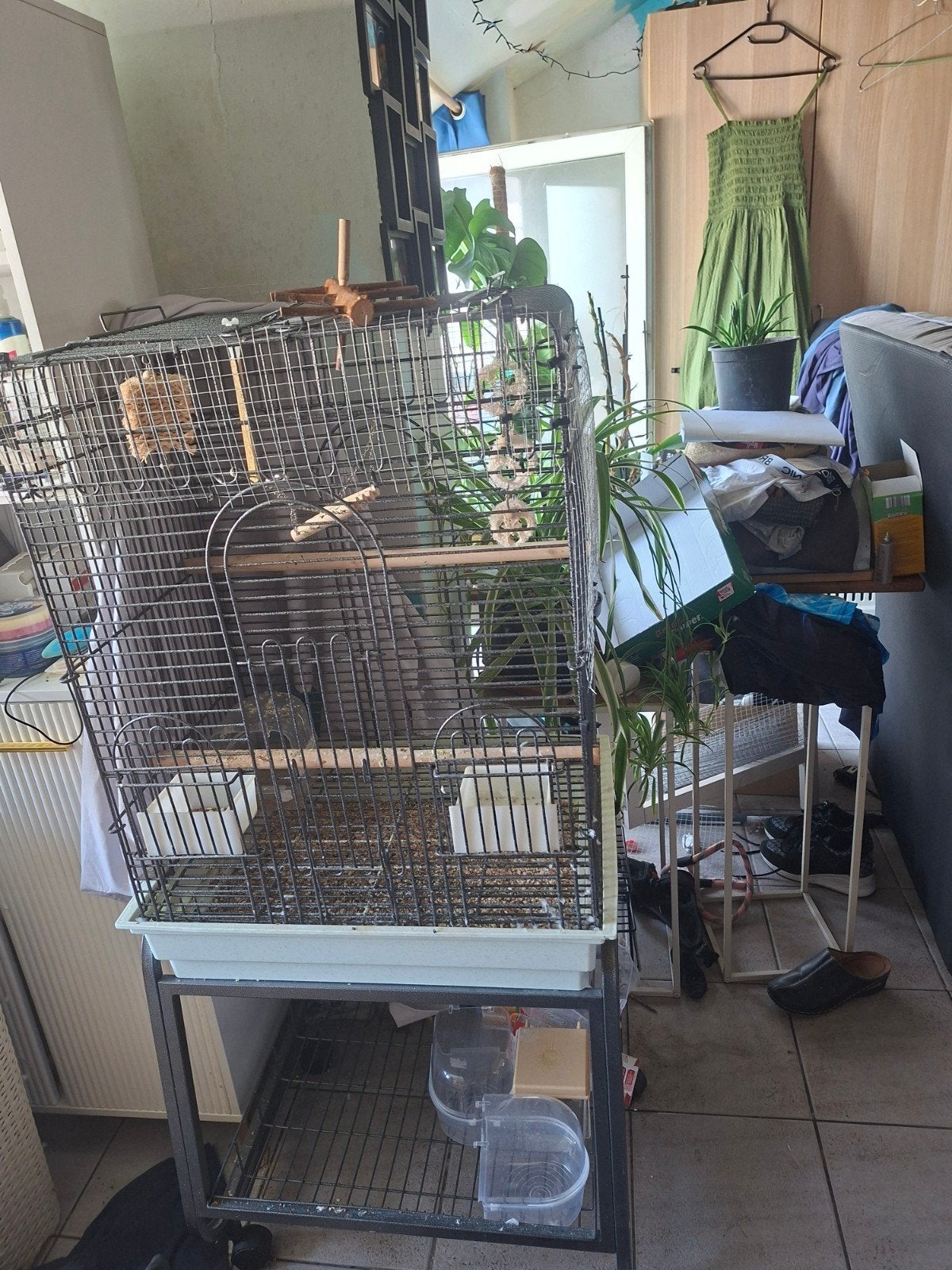 vogel of papegaaienkooi, Dieren en Toebehoren, Ophalen