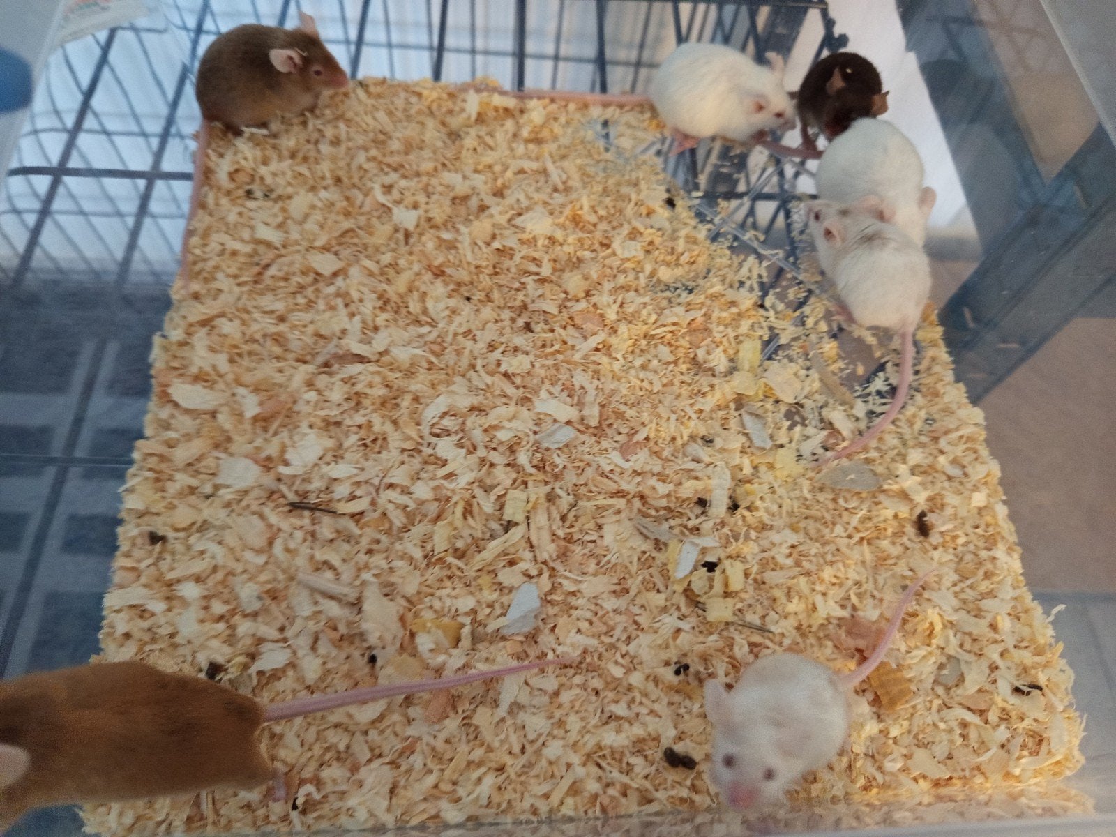 VROUWELIJKE jonge kleurmuizen, Dieren en Toebehoren, Februari, Vrouwelijk, Muis