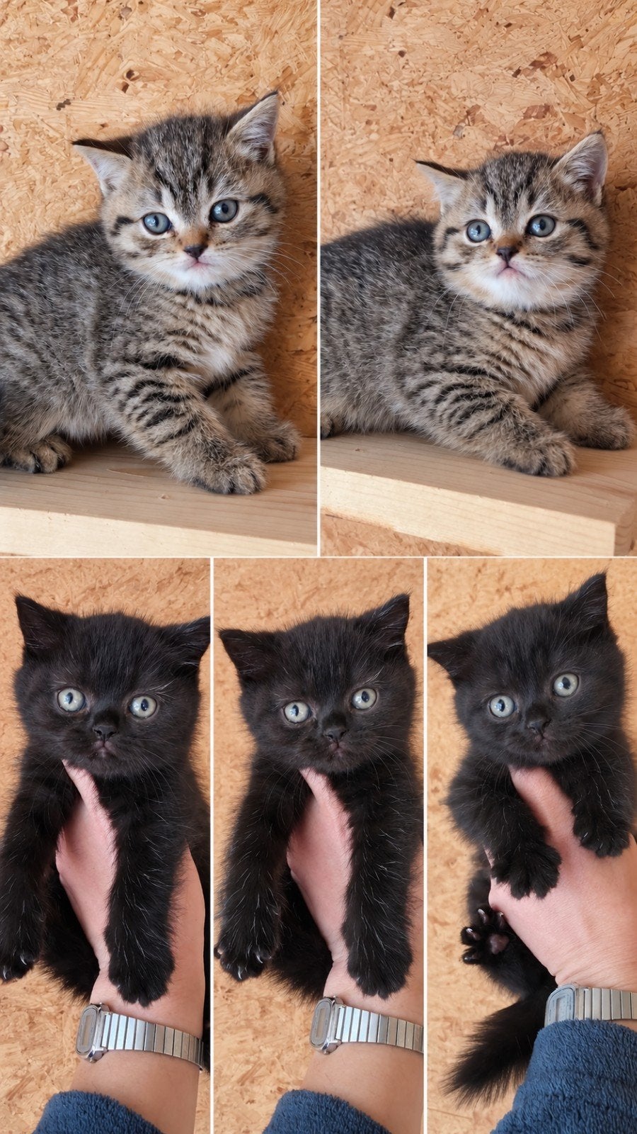 brits korthaar kittens, Plusieurs animaux, Avec puce électronique, 0 à 2 ans