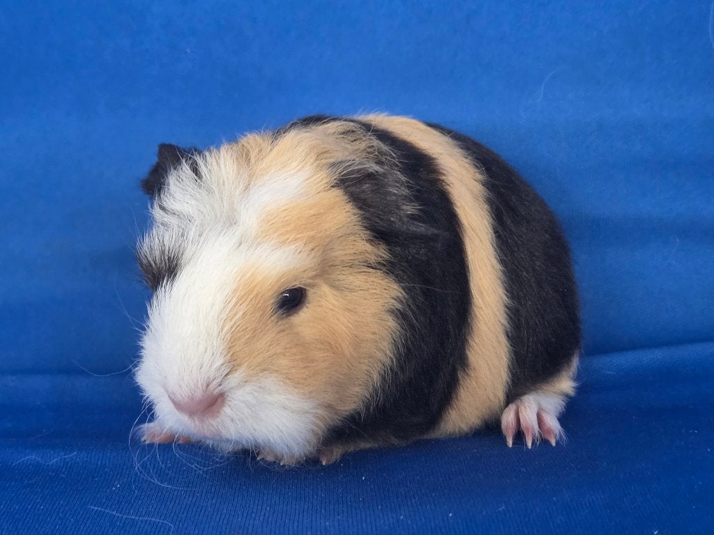 Lieve Ch Teddy cavia beertjes beschikbaar, Dieren en Toebehoren, Knaagdieren, Cavia, Augustus, Mannelijk, Tam