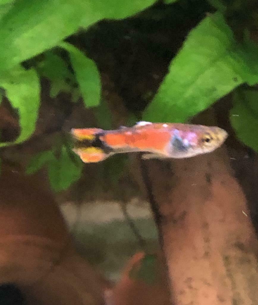 Endler à vendre ou à echanger, Animaux & Accessoires, Poisson, Poisson d'eau douce