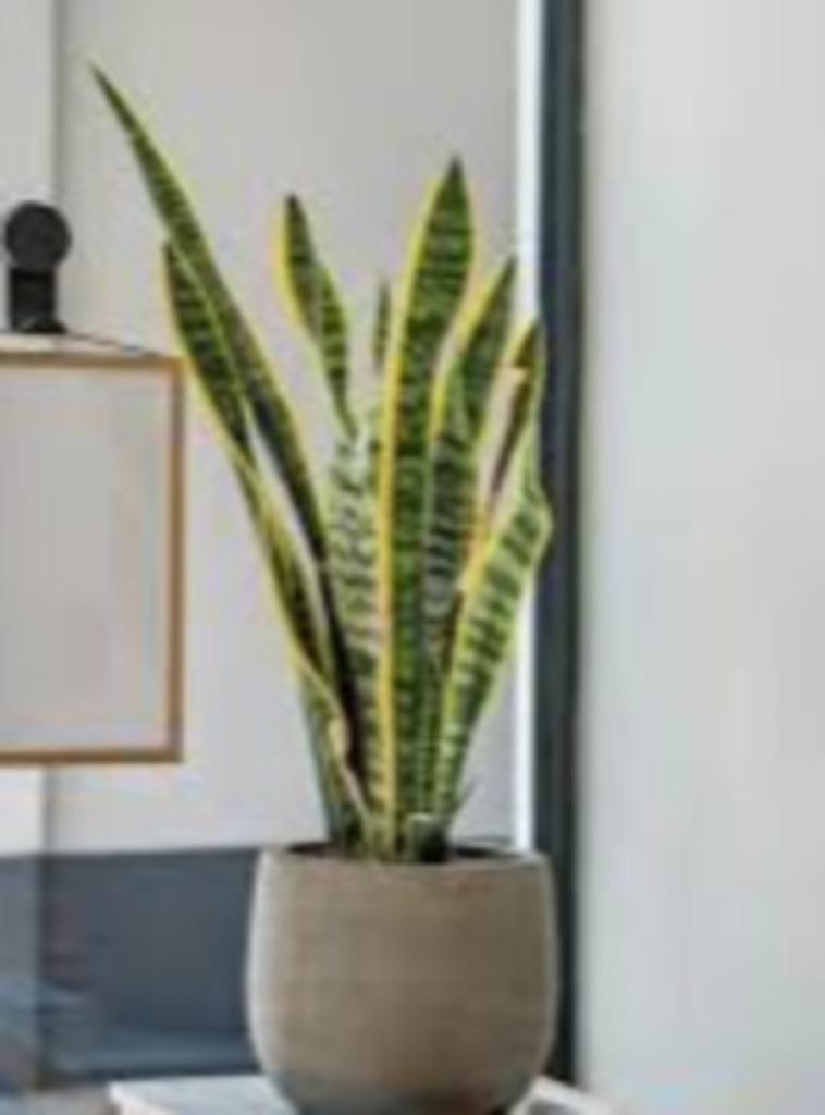 Sansevieria, Enlèvement