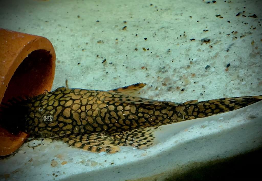 Young Ancistrus „wabenmunster” te koop, Dieren en Toebehoren, Vis, Zoetwatervis