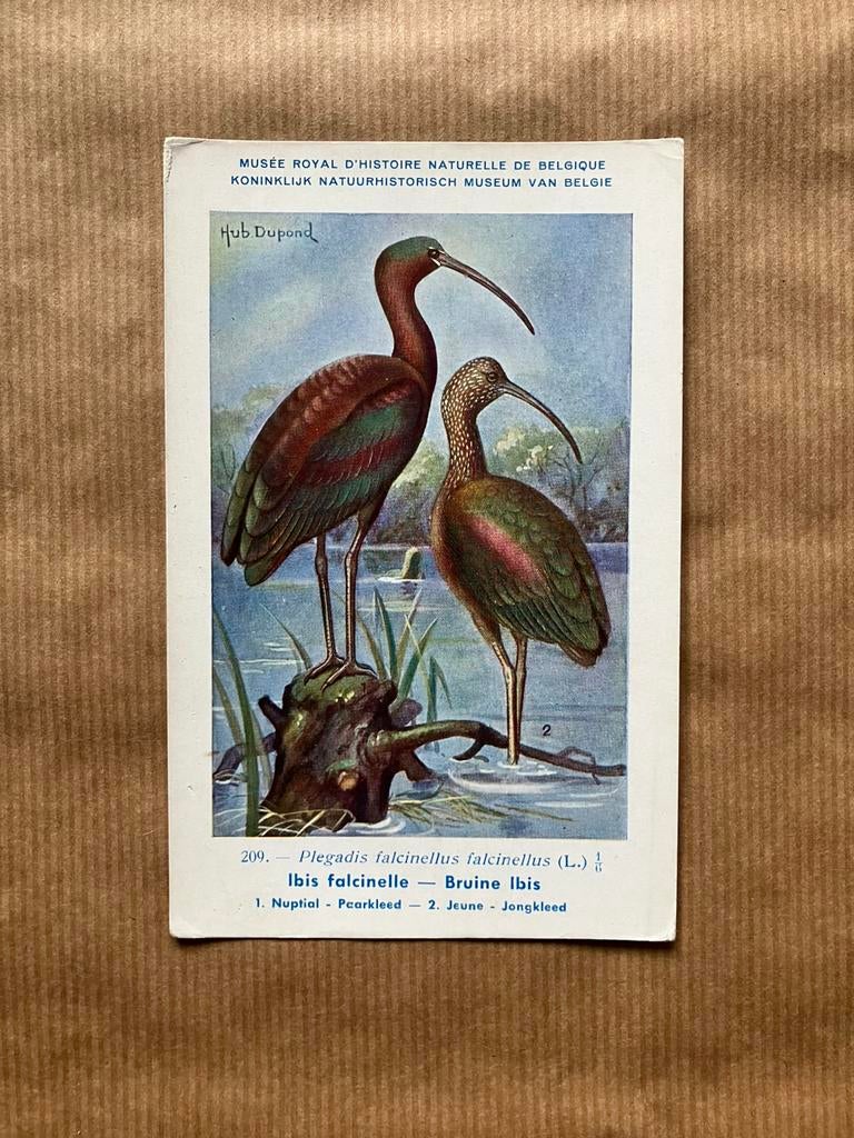 Vogels van België Nr. 209 Bruine Ibis, Verzamelen, Ophalen of Verzenden, Ongelopen, Vogel