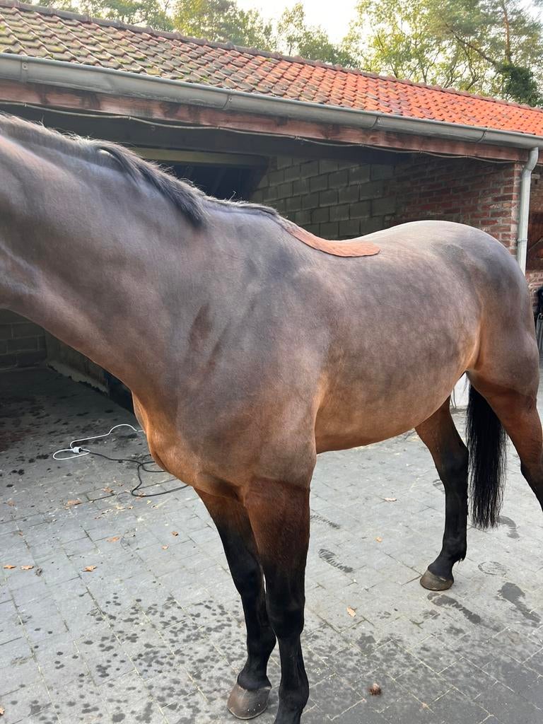 Scheren van paarden en pony’s, Dieren en Toebehoren, Paarden
