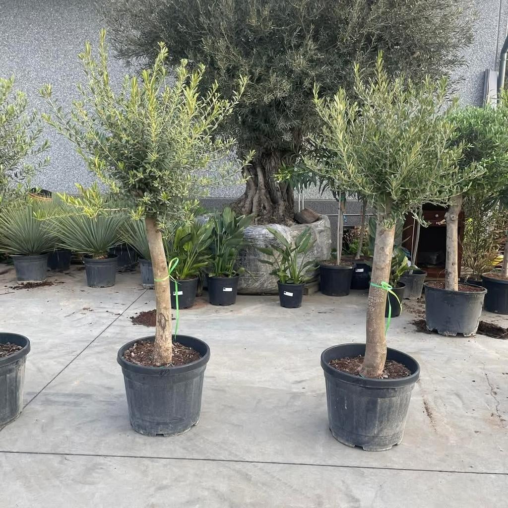 ‼️olijfbomen olea europaea aan promoprijzen ‼️, Enlèvement
