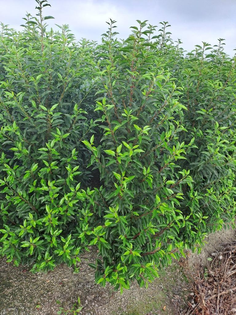 Portugese laurier  prunus lusitanica angustifolia, Enlèvement, Laurier, Haie, 100 à 250 cm