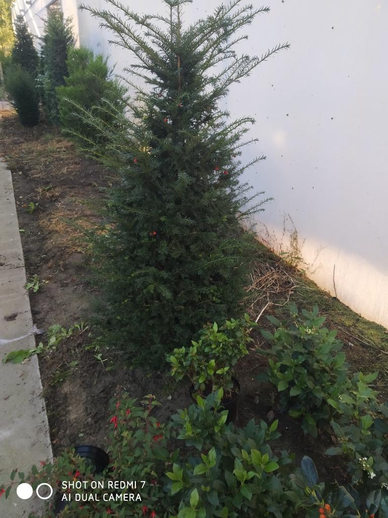 Taxus baccata, Ophalen, Taxus, Haag, Minder dan 100 cm