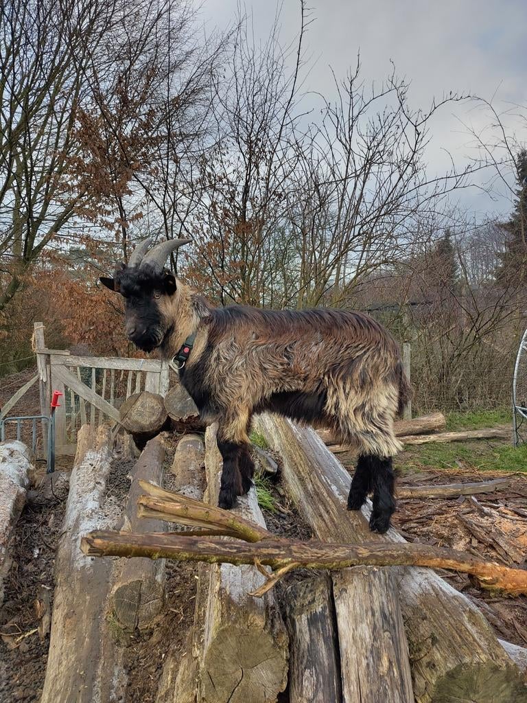 Bok Vlaamse geit, Dieren en Toebehoren, Geit