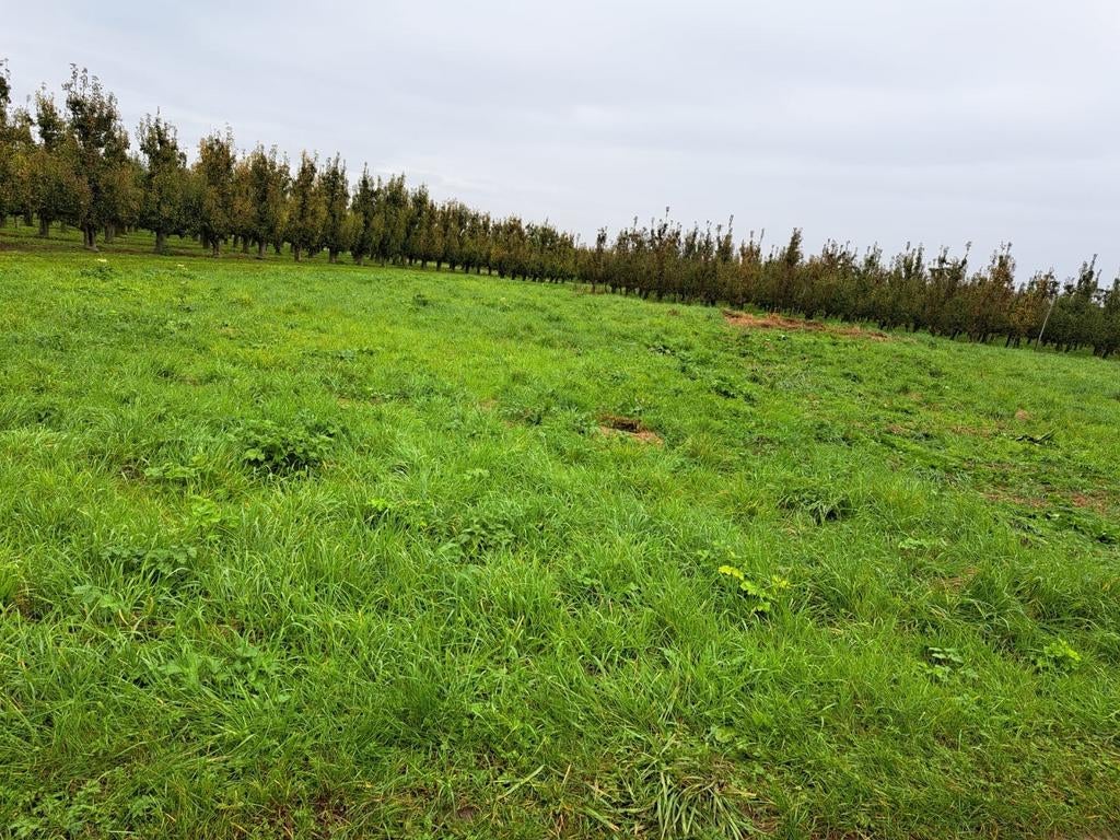 mooie stukje landbouwgrond van 1.450 m2 in Zepperen te koop, Immo