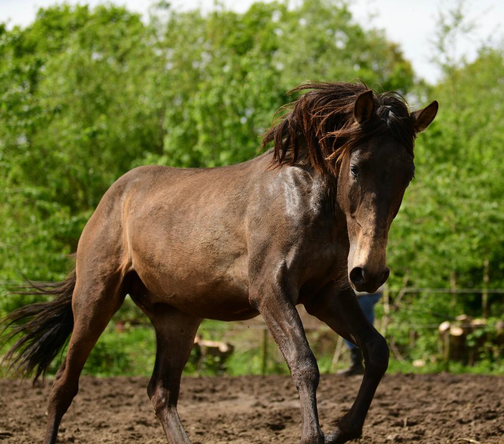 mooie pre hengst met carte, Hengst