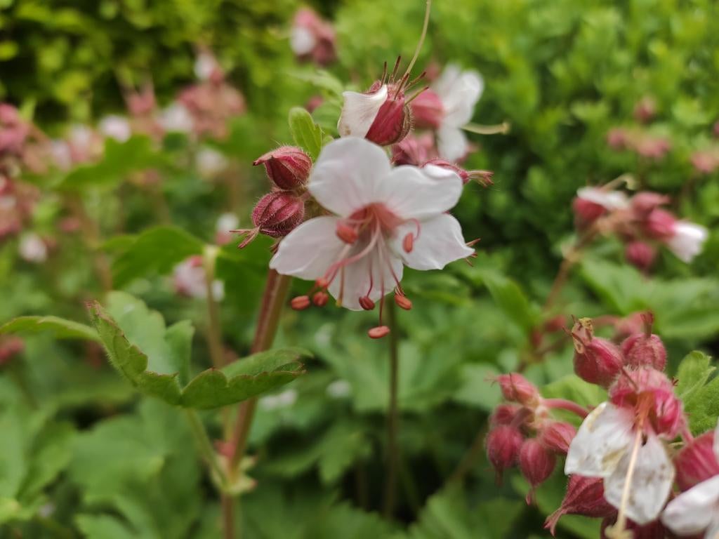 Geranium spessart, Enlèvement