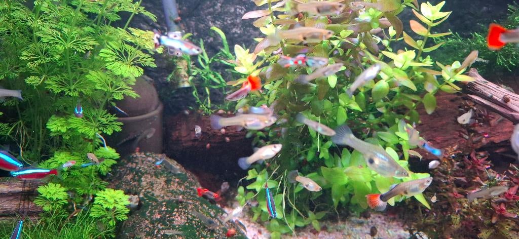 Baby guppy's, Poisson, Poisson d'eau douce
