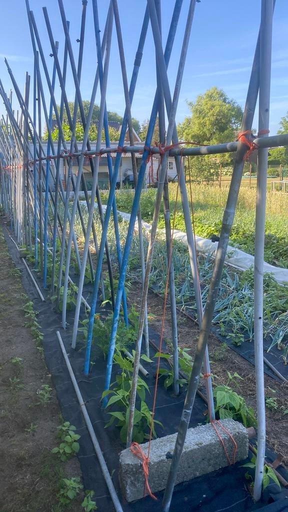 Bonenstaken, Ophalen, Zo goed als nieuw