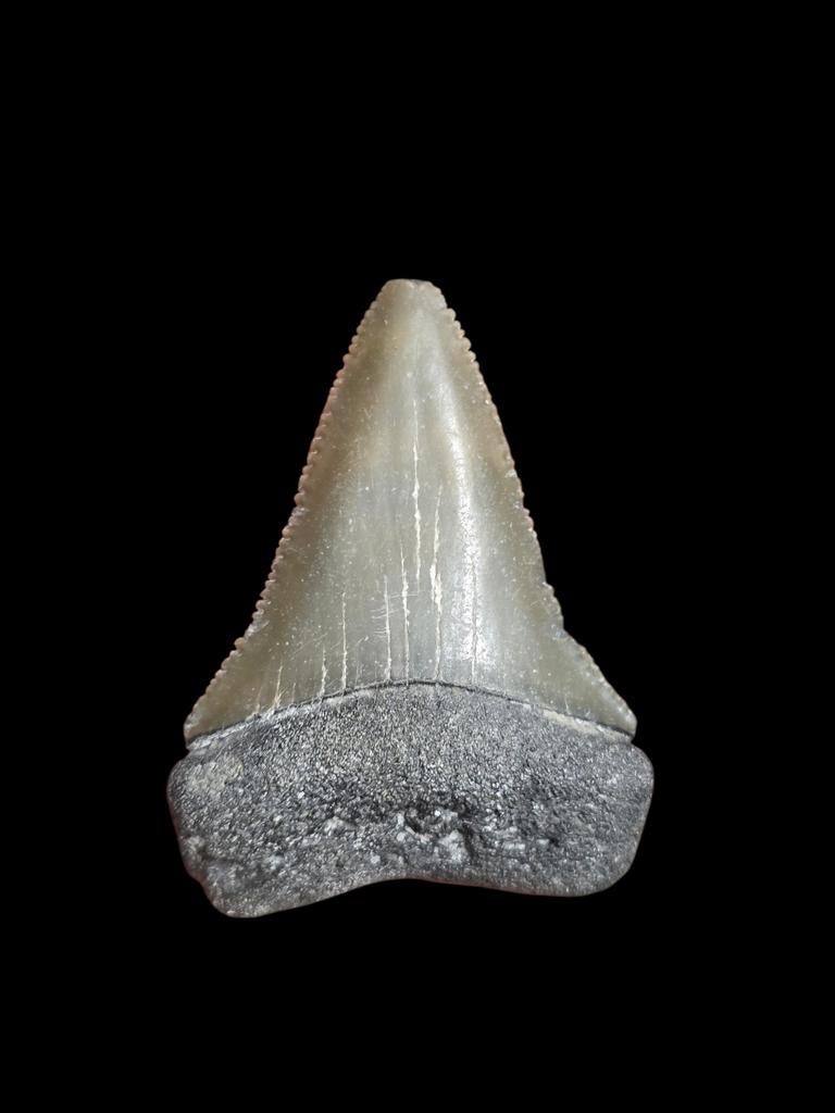 6) Grand carcharodon carcharias (requin blanc) de Bone Valle, Enlèvement ou Envoi, Fossile