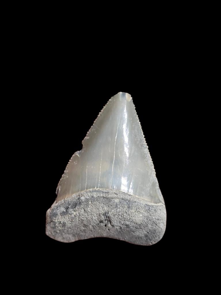 8) Grand carcharodon carcharias (requin blanc) de Bone Valle, Enlèvement ou Envoi, Fossile