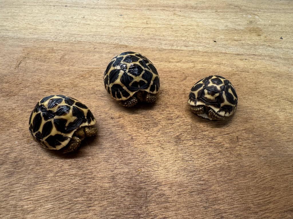 Geochelone Elegans Sterschildpad eigen nakweek, Schildpad, 0 tot 2 jaar