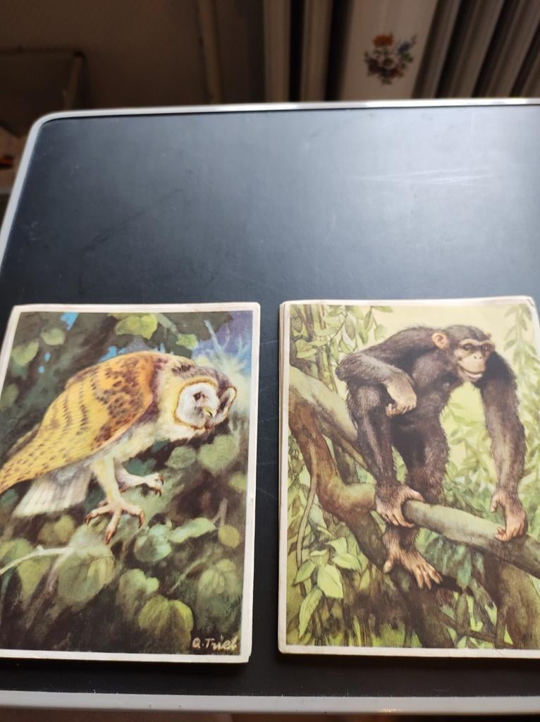 Artis Dieren uit alle landen, Enlèvement ou Envoi