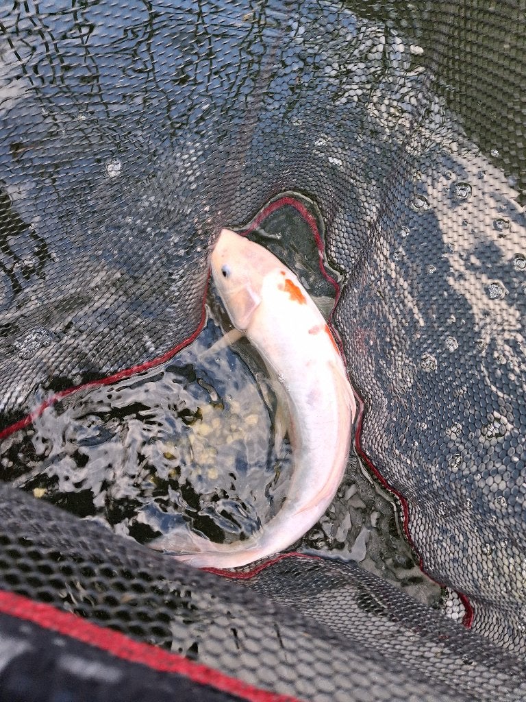 Grote Koi vissen, Karper of Koi