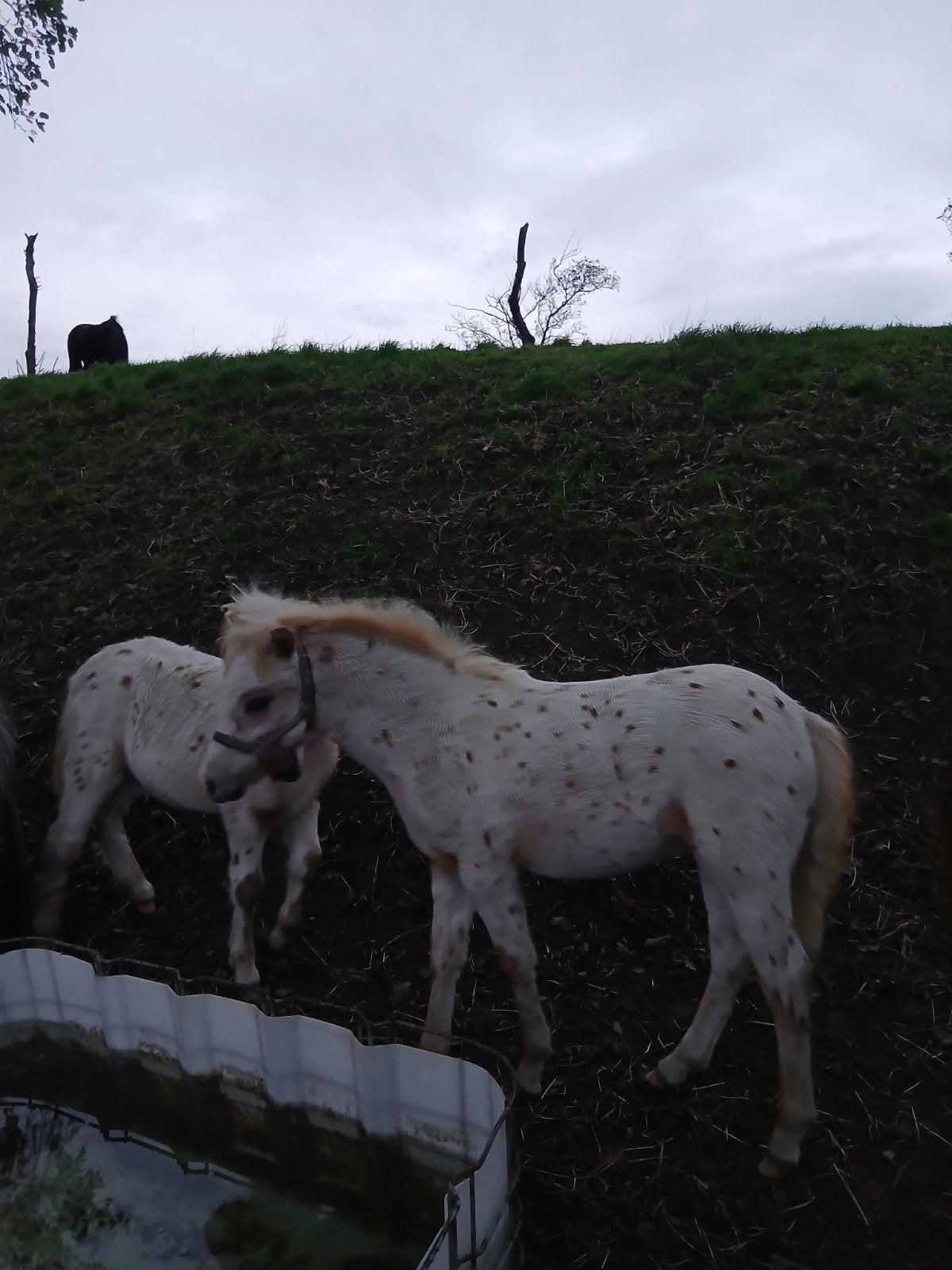 span appaloosa hengstveulen s, Met stamboom, 0 tot 2 jaar, A pony (tot 1.17m), Tuigpony