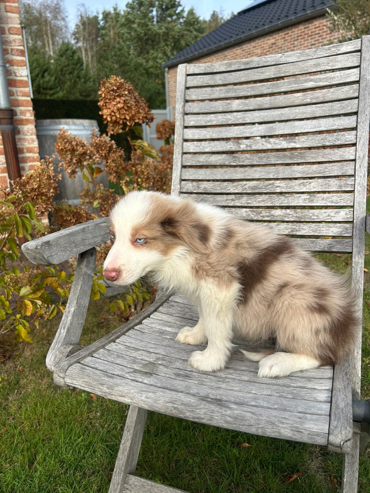 Borde collie, Dieren en Toebehoren, België, Fokker | Hobbymatig, 8 tot 15 weken, Collie