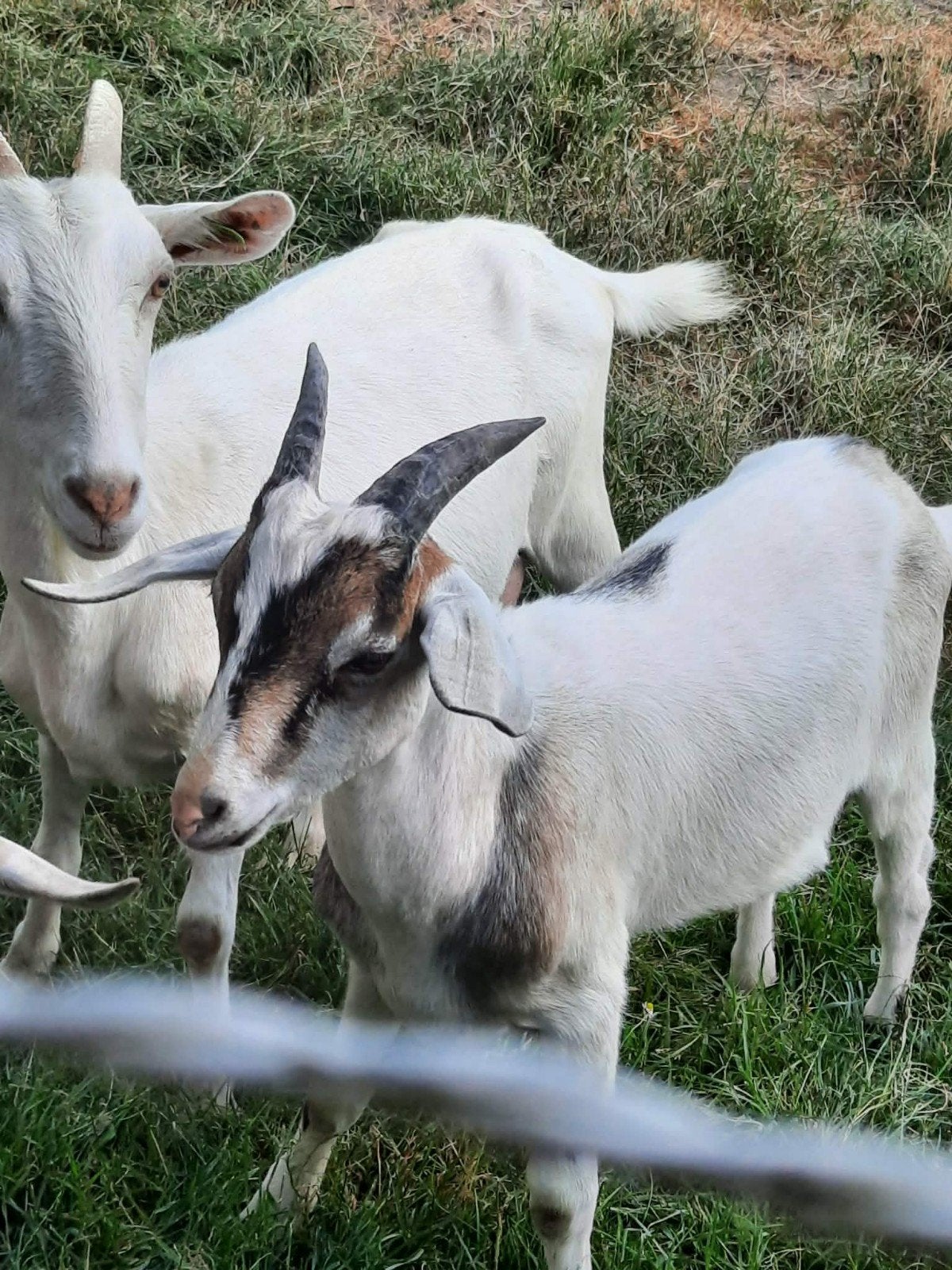 Geitenbok ( kruising melkgeit met nubische bok), Dieren en Toebehoren, Mannelijk, Geit, 0 tot 2 jaar