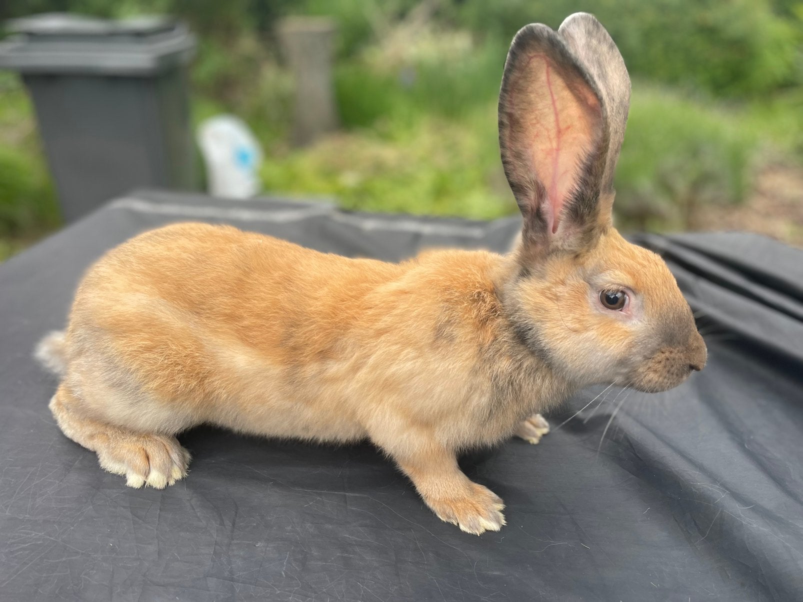 Reuzenvlinder/lotharinger, Dieren en Toebehoren, Konijnen