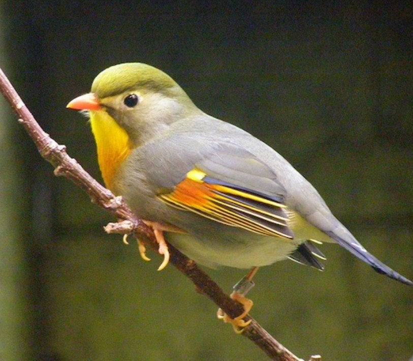 Japanse nachtegaal koppel, Dieren en Toebehoren, Vogels | Overige Vogels