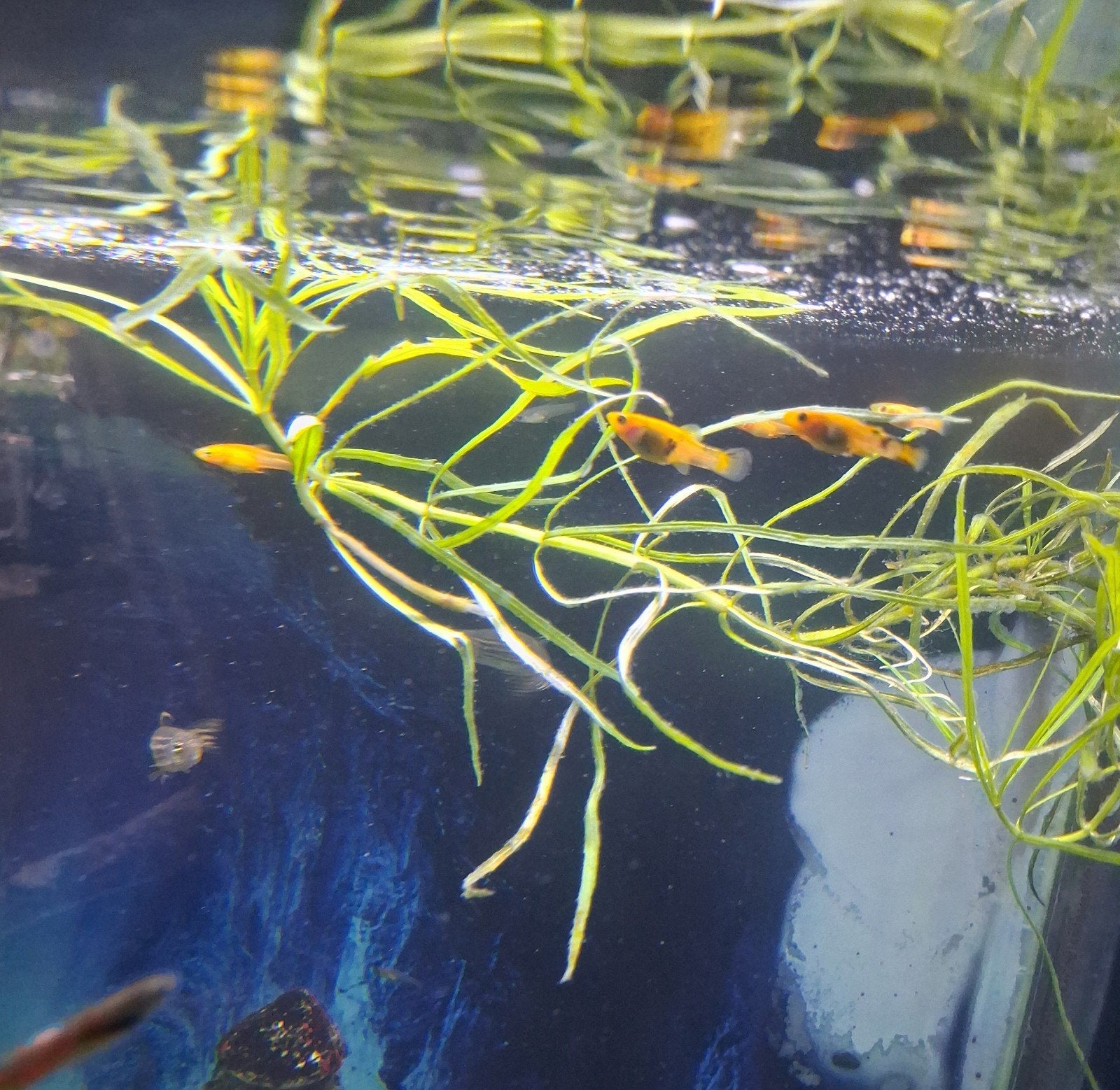 Xiphophorus bébés 10pcs où  adultes où enceinte, Poisson, Poisson d'eau douce, Banc de poissons