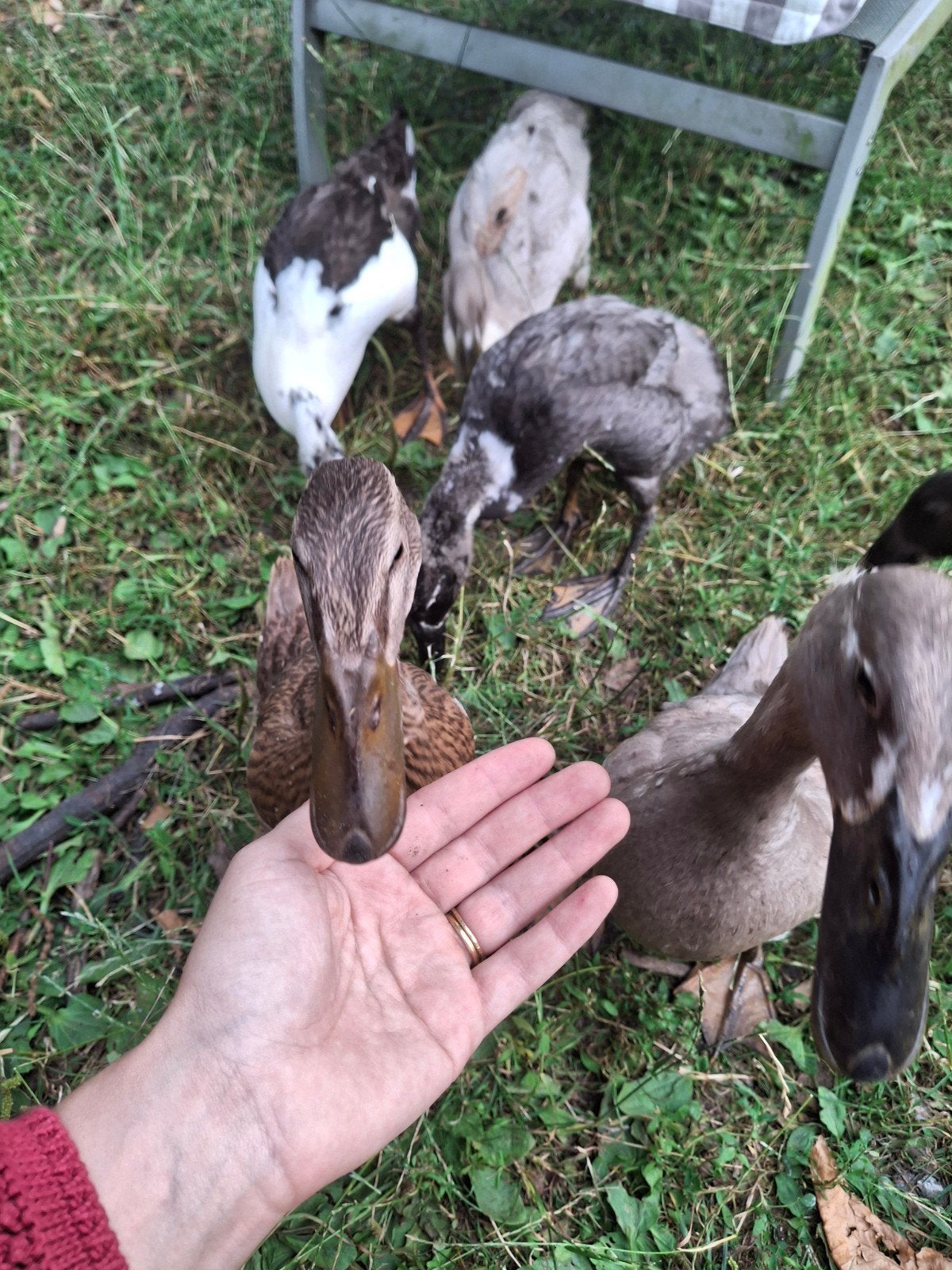 Loopeenden geboren begin Juni 26, Dieren en Toebehoren, Pluimvee, Meerdere dieren, Eend