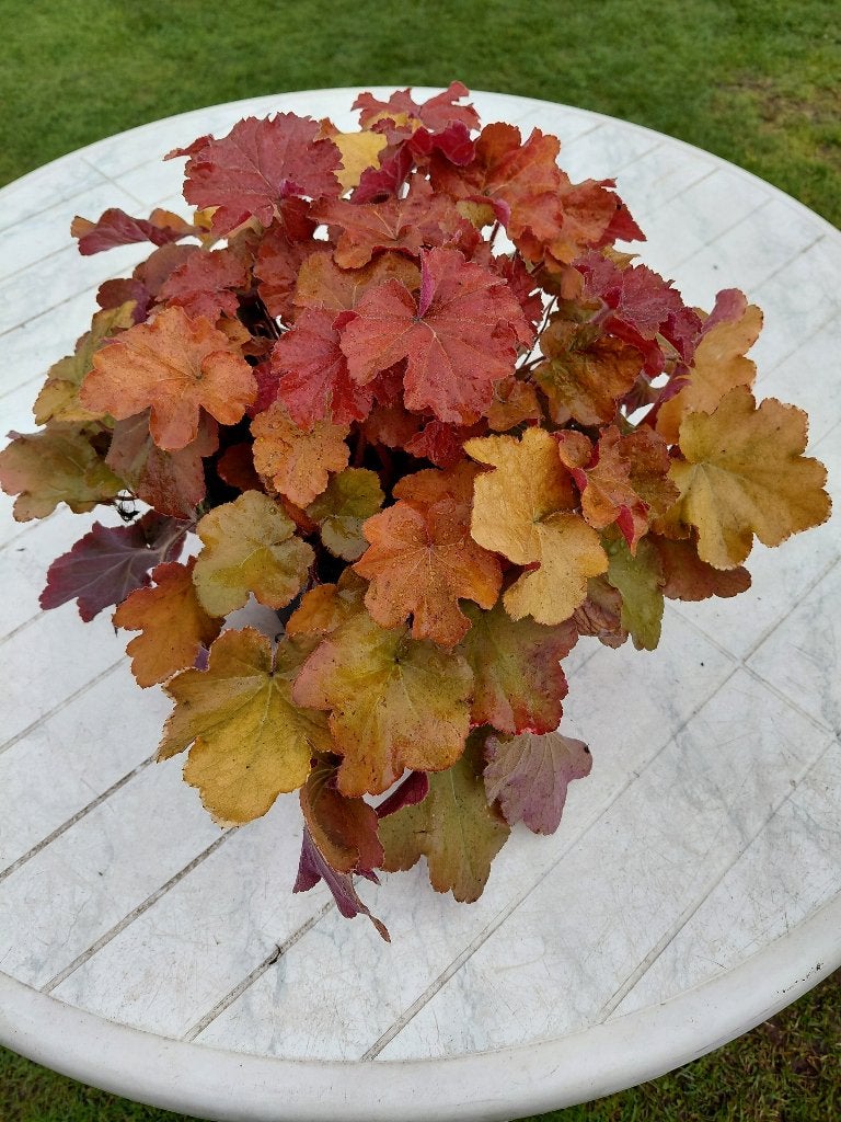 Heuchera Caramel, Jardin & Terrasse, Plantes | Jardin, Enlèvement, Mi-ombre
