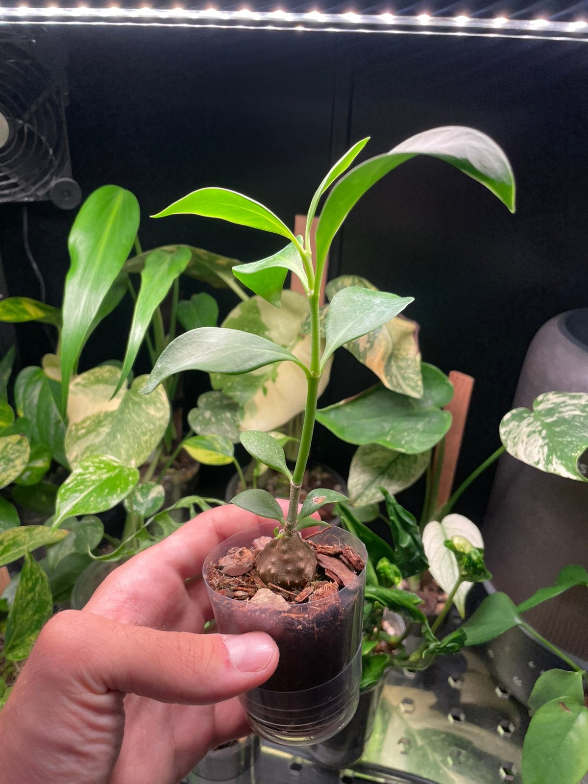 Hydnophytum (mierenplant) Caudex, Ophalen, Overige soorten