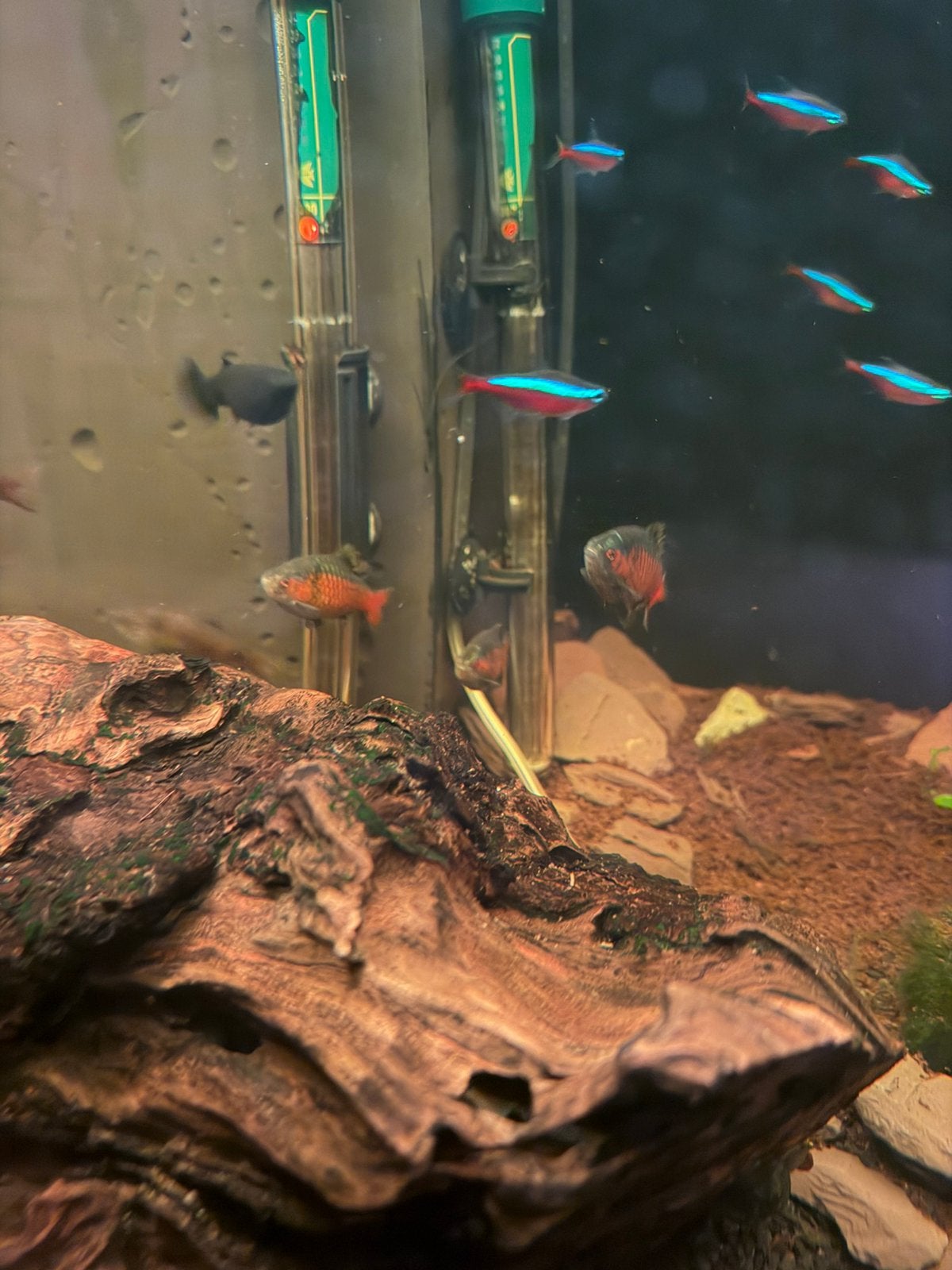 Odessa barbelen, Poisson, Poisson d'eau douce, Banc de poissons