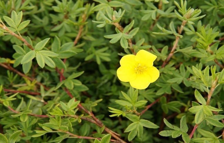 Potentilla fruticosa "goldstar" (struikganzerik), Jardin & Terrasse, Plantes | Arbustes & Haies, Enlèvement, Autres espèces, Arbuste