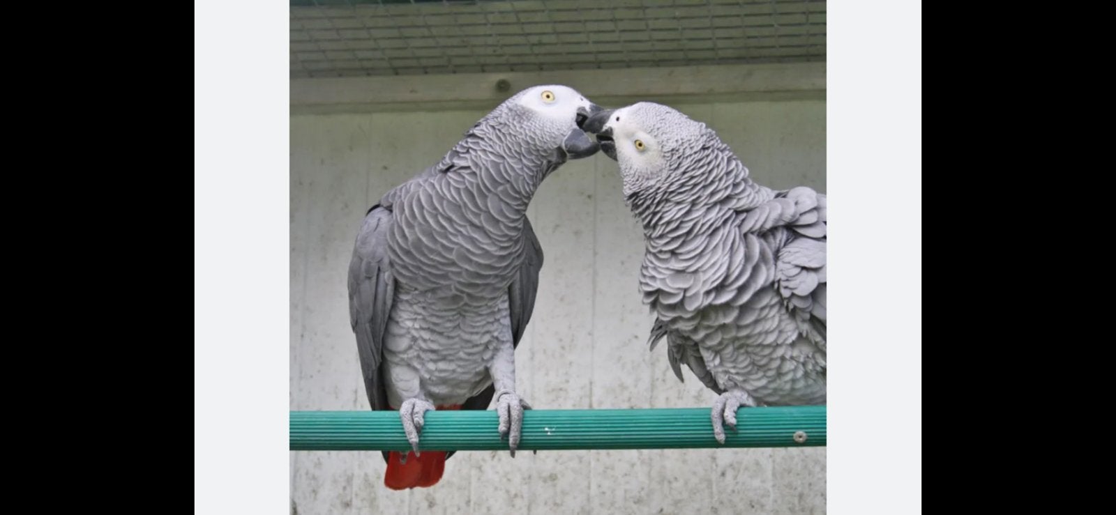 Recherche gris du bagon, Décembre, Femelle