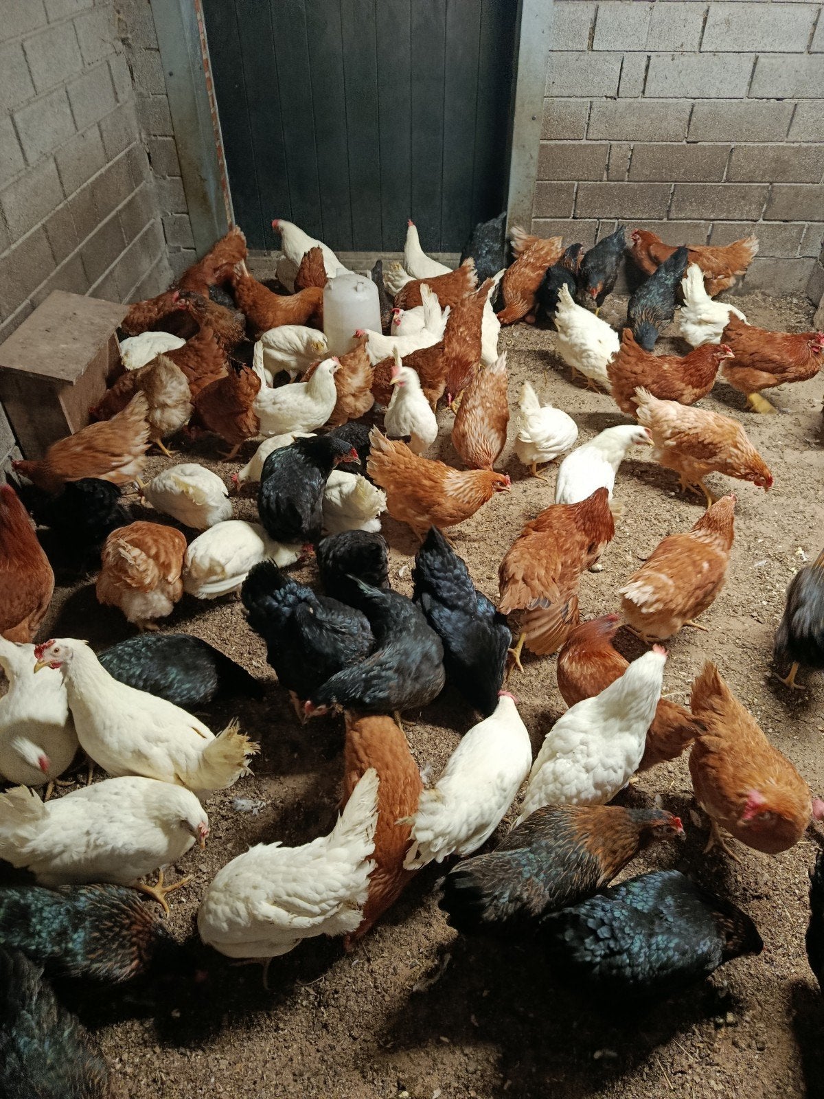 ruime keuze aan legklare legkippen, promo !, Animaux & Accessoires, Poule ou poulet